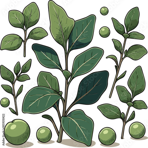  Create a realistic Group of small green plants and vegetables vector art with white background.