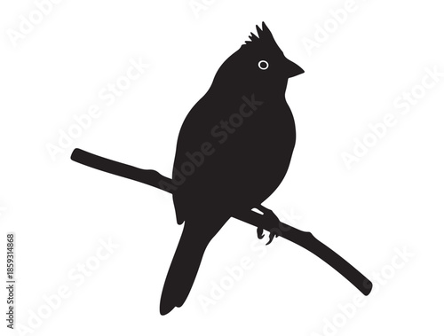 Kinglet in silhouette white background.