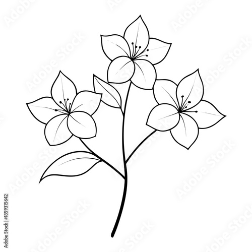 cornus mas line art flower