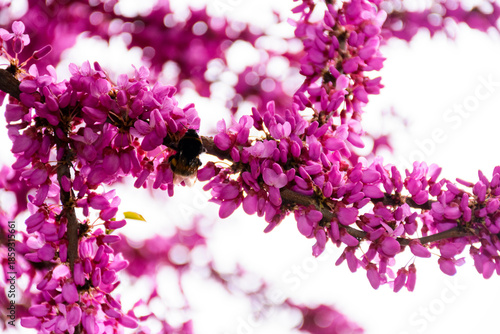 Obraz na plátně cercis siliquastrum branches in purple blossom