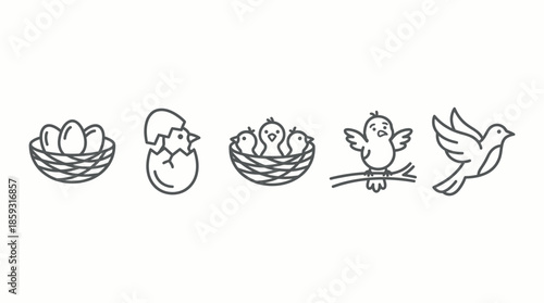 Bird Life Cycle Stages Illustration. Spring Vector Packs. EPS Editable