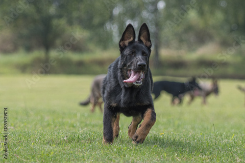 Wallpaper Mural The picture shows a German Shepherd Dog (GSD). Torontodigital.ca