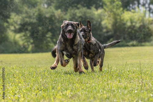 Wallpaper Mural The picture shows a German Shepherd Dog (GSD). Torontodigital.ca