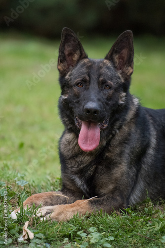 Wallpaper Mural The picture shows a German Shepherd Dog (GSD). Torontodigital.ca