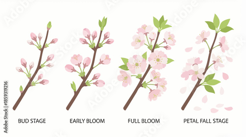 Cherry Blossom Branches in Different Stages. Spring Vector Packs. EPS Editable