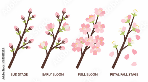 Cherry Blossom Tree Growth Stages. Spring Vector Packs. EPS Editable