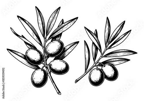 A Detailed Vector Illustration of Olive Branches with Ripe Olives, Perfect for Culinary or Mediterranean Themed Designs