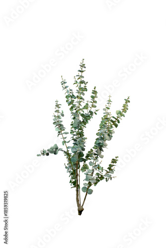Obraz na płótnie eucalyptus sans fond