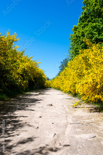 Field path through many yellow broom bushes