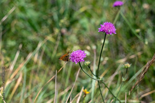 Orange butterfly on a flower