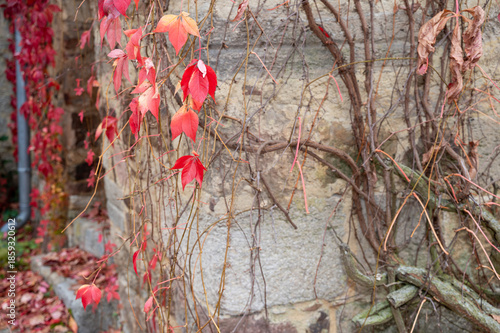 Red ivy on an old wall