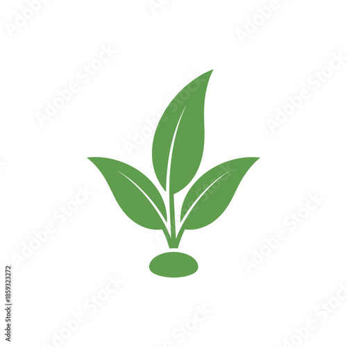 bamboo plant on a white background