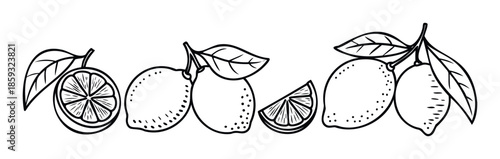 Graphic outline illustration featuring various lemon fruits, including whole lemons, slices, and wedges with leaves, excellent for food and drink related projects, menus, or product