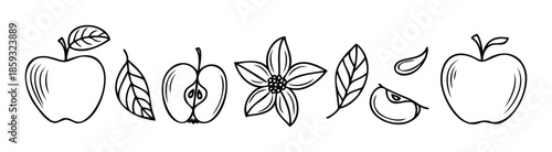 Stylized apple plant components including fresh whole fruit, cut apple, blooming flower, green leaf, and tiny seed ideal for botanical education and wellness graphics.