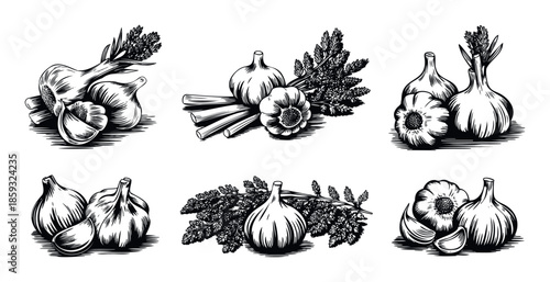 Black and white engraved illustrations of fresh garlic bulbs and cloves with various culinary herbs, perfect for food packaging, recipe books, restaurant branding, and cooking blogs.