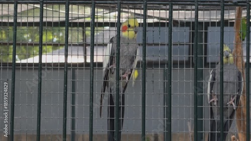 Calm Cockatiels Behind Aviary Wire Mesh in Slow Motion