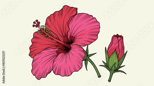 Pink Hibiscus Flower and Bud Illustration.