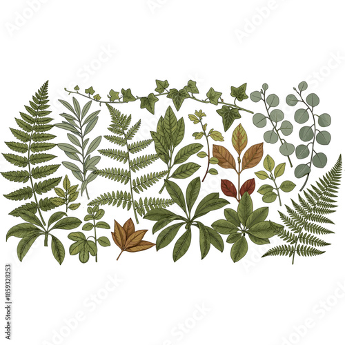 A botanical collection of assorted green and autumn leaves, showcasing diverse foliage and botanical illustrations