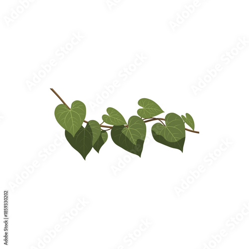 green leaves isolated on white background