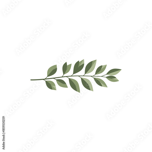olive branch isolated on white