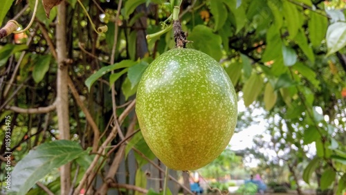 Bild auf Leinwand Green Unripe Passion Fruit Hanging on Vine Outdoor