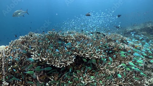 Wallpaper Mural Underwater footage of a healthy hard coral reef surrounded by a swarm of small tropical fish in crystal-clear blue water in slow motion. Amed, Bali, Indonesia Torontodigital.ca