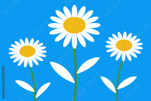 vector illustration of a daisy
