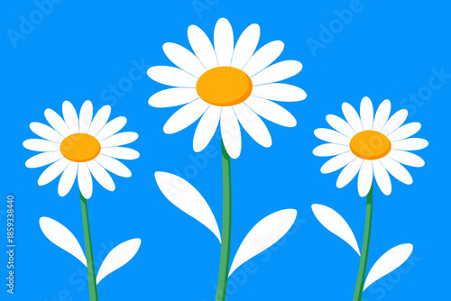 camomile on blue background