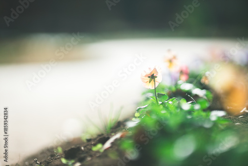 花壇に咲く小さい花