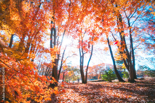 色鮮やかなもみじの紅葉