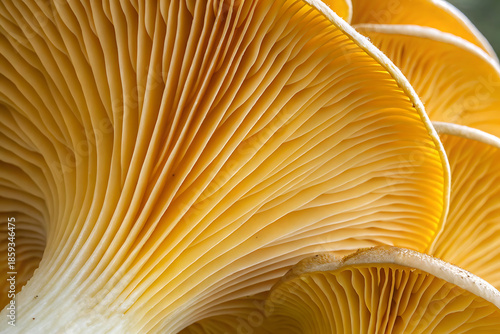 Abstract Yellow Mushroom Gills Macro Texture Background