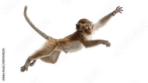 A playful primate leaps energetically against a clean background, showcasing its agility and curiosity on a transparent background.