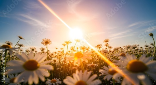 Low-angle shot of a field of white daisies with sun flares against a blue sky with warm tones.