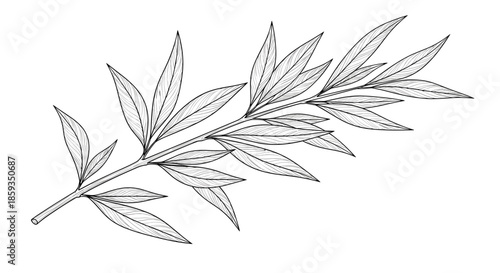 Detailed botanical sketch of a single plant branch with many narrow elongated leaves for nature and plant studies.