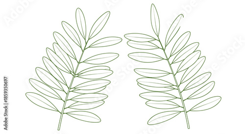 Pair of green botanical leaf branches with multiple small leaflets arranged symmetrically on a clean white background for design projects.