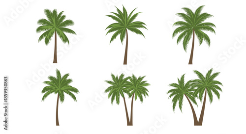 Set of six various green palm tree illustrations in different shapes and sizes for tropical landscape design and summer beach themes.