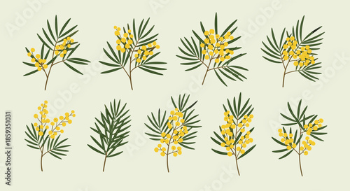 Collection of bright yellow mimosa flower branches with green leaves for spring and festive floral decorations.