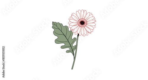 Beautiful botanical illustration of a single daisy flower with its slender stem and a large green leaf on a clean white background.