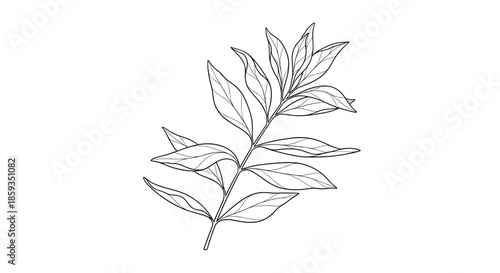 Simple black and white line art drawing of a leafy plant branch with several paired oval-shaped leaves and delicate veins.