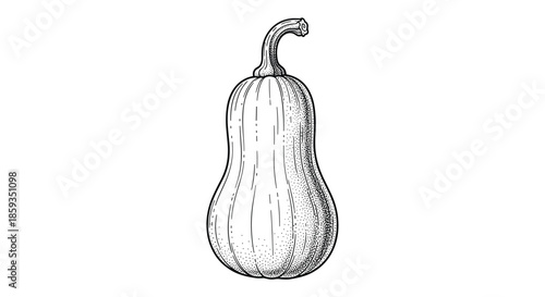 Classic botanical sketch of a whole butternut squash or pumpkin with a curved stem for autumn harvest and kitchen themes.