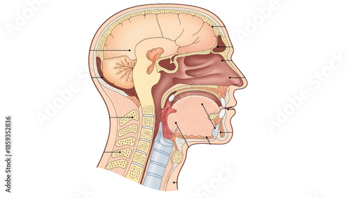Detailed crosssectional view of upper airway anatomy highlighting tongue and soft palate positioning with pharyngeal narrowing during sleep on a clean white background.