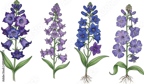 Flowering plant illustration, botanical artwork, purple bell flowers, blue star blossoms, floral design, roots visible, garden nature, plant diversity