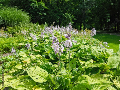 splendid blossoming hosta in landscape