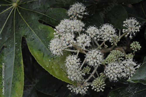 ヤツデの花と葉
