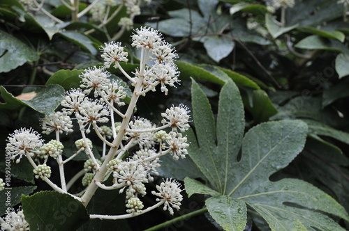 天狗の団扇　葉と花