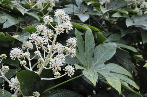 ヤツデの花と葉