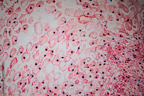 Photos Microscopic image of heart muscle tissue stained in red, showing branched muscle fibers, centrally located nuclei, and intercalated discs for histological analysis