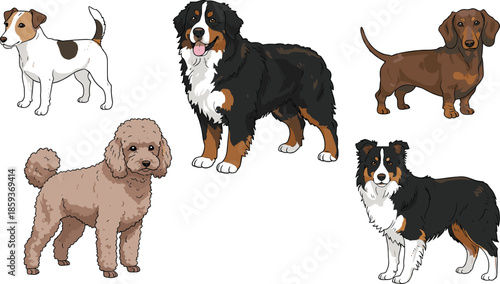 Cartoon dog breeds, cute pet illustration, Jack Russell, Bernese Mountain Dog, Dachshund, Poodle, Border Collie, animal art, vector