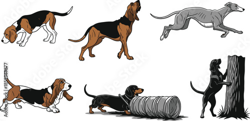 Dog breed activities, sniffing, howling, running, crawling, tracking, cartoon dogs, vector illustration, beagle, bloodhound, greyhound, dachshund, hound