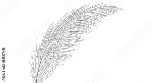 Detailed pencil sketch of a single curved bird feather with fine line work and texture on a plain white background.
